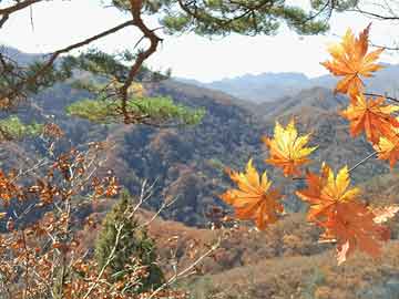 澳门六开彩天天开奖结果+开奖记录表查询功能介绍,澳门六开彩天天开奖结果及开奖记录表查询功能介绍